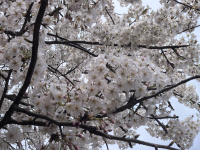 咸安：花漾经济涌春潮