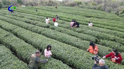茶香汤暖·情定贺胜 青年联谊活动举行