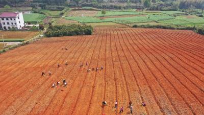 咸安：苎麻产业迎来发展新机遇