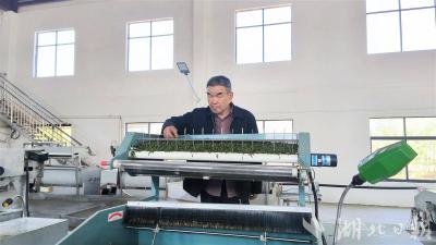 从名优茶到大宗茶！咸安茶企调整产品结构，加速茶叶出海