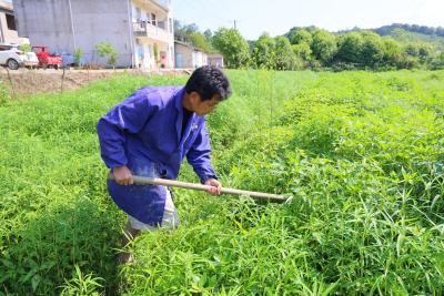 马桥钱庄村：党员带头 小泥蒿蹚出大“钱”景