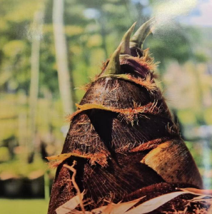 大幕山竹笋：一笋一天地，一挖一乾坤