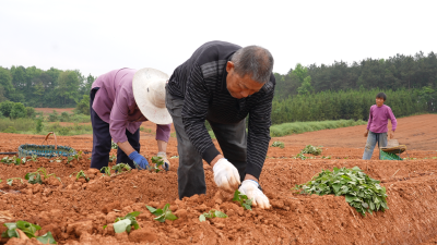 双溪桥镇李沛村：红薯种出增收路 产业发展正当时