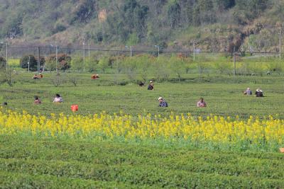 组图：大幕西山下春茶开采 茶农抢采明前茶