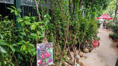 咸安花木市场交易忙，暮春时节添绿正当时