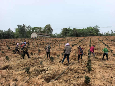 官埠桥镇雨坛垴村：桂花基地三期开种，产业升级促振兴