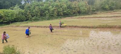 横沟桥镇：全面推进早稻种植 夯实粮食稳产基础