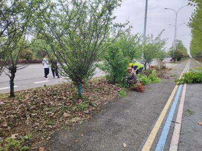 咸安区城管执法局：聚焦精细化养护 守护生态环境