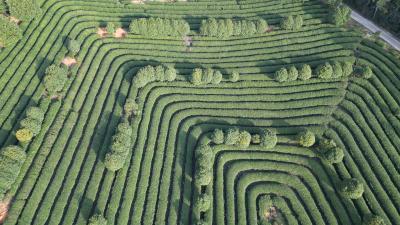 咸安茶企调整产品结构 实现大宗茶规模化生产