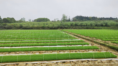 双溪桥镇：春耕备耕正当时，沃野铺展新希望