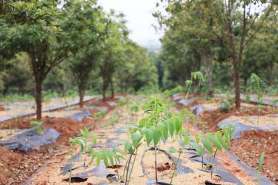 咸宁市国营小岭林场：春种林下药 绿富两相宜