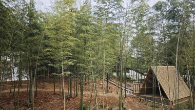 高速口50米，这片竹林要“长”出一个乐园