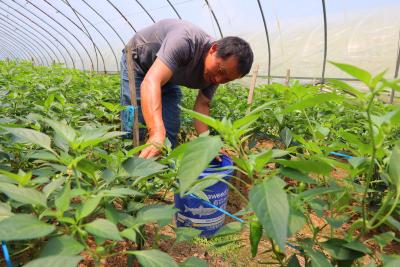 马桥镇高赛村：辣椒丰收采摘忙 番茄挂果正当时