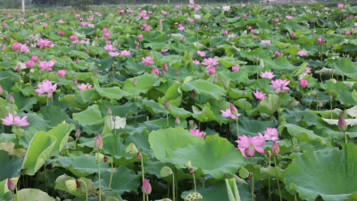向阳湖香莲农业公司：三代匠心承古韵 一湖清莲谱新篇