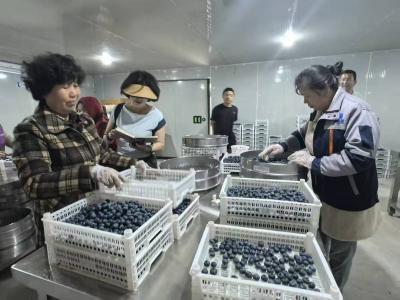 年产40万斤！咸安300亩盆栽蓝莓凭科技“香飘”全国市场