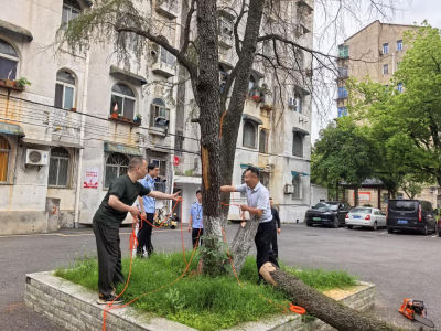 南昌路社区：锯断枯树除隐患 四方联动暖民心