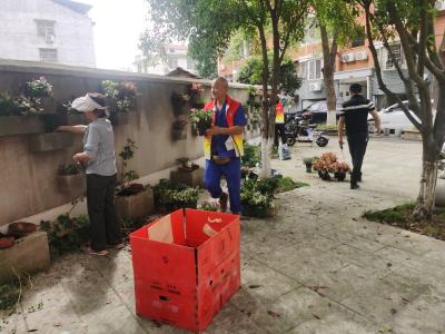 文笔路社区：补植添新绿 家园焕新颜