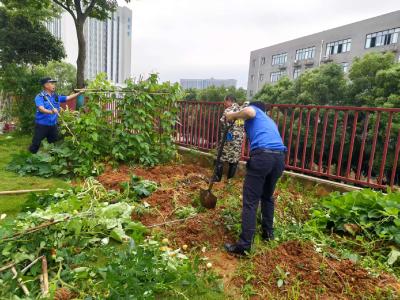 治理小区“毁绿种菜” 守护业主公共空间