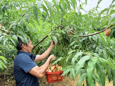 荒山结出“致富果” 毛坪村红心桃迎来采摘季