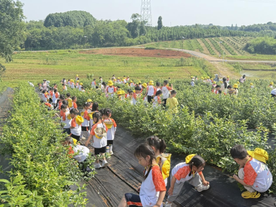 夏日“莓”好 ，遇见酸甜  