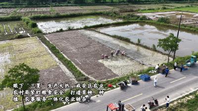 咸安区“六位一体”全程服务链，推进农业现代化提质增效