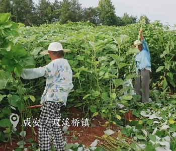 苎麻丰收采收忙！双溪桥镇千亩苎麻迎来首轮收割