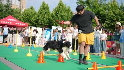 组图 | 遛犬、集章、交朋友，文明养犬嘉年华欢乐开场