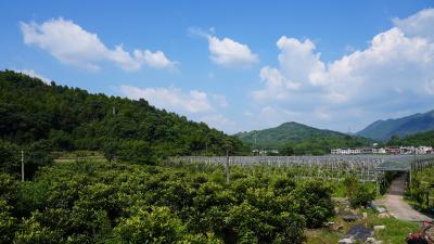 台风“巴威”逼近 咸安果农数万斤鲜果遇滞销 低价急售盼援手