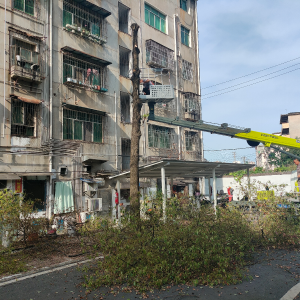 阳光社区：排查枯树除隐患 护航出行保平安