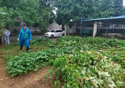 整治闲置储备用地违规开垦菜地 守护城市市容整洁