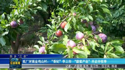 【乐乡三农】纸厂河镇金鸡山村： “香妃”李上市  “甜蜜产业”开启丰收季（20250715）