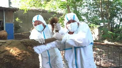 【高温下的劳动者】“动物医生”袁平：近50℃的防护服里，每天衣服汗透三四遍