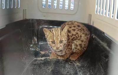 首次救助！豹猫幼仔现身松滋