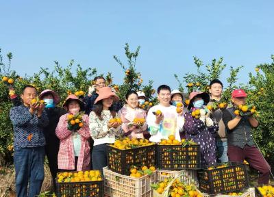 松滋市万家乡：一颗柑橘的“亿元蝶变”