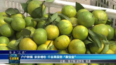 【乐乡“三农”】户户种橘  家家增收  千亩果园变 “聚宝盆”（20251029）