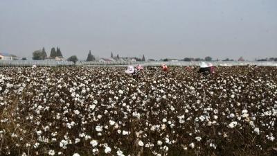 豆花湖畔，棉花绽放
