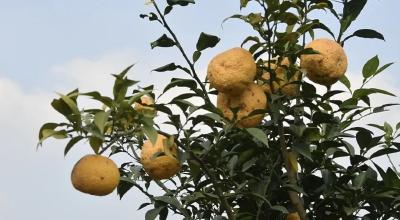 国家植物新品种，松滋这棵柚特“香”