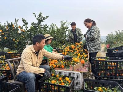 来松滋，享受“甜蜜暴击”