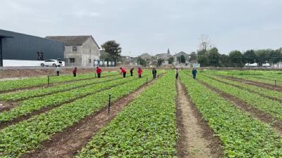 产值400万！“高城香”，真香！
