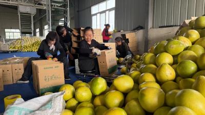 日销6万斤！“柚”见松滋好“丰”景