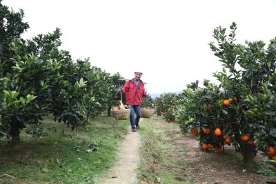 双双破“百万”