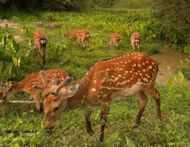 听，呦呦鹿鸣山林间