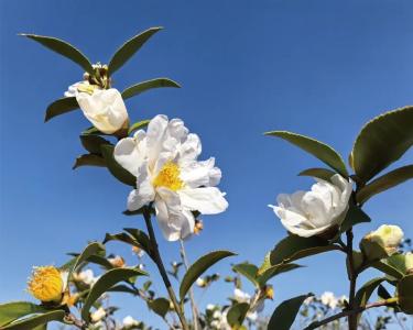 “油茶小镇”花烂漫