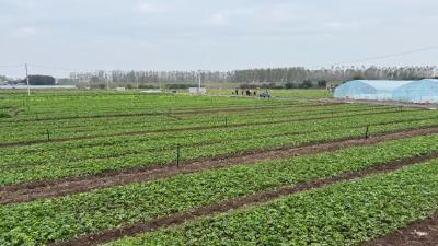 老城芹菜，何以破“难”飘香