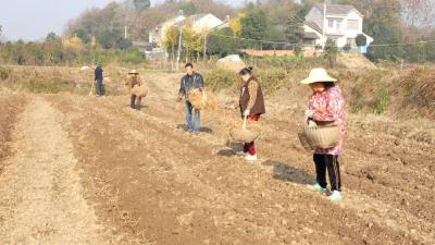 亩产值超2万，松滋一村“根”植特色产业