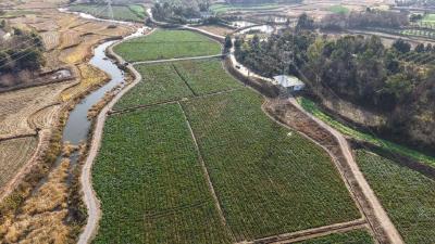 每天上万斤！“艾家桥菜薹”鲜达全国 