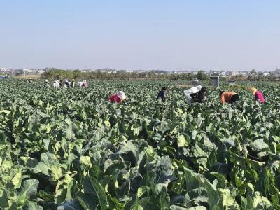 每天百吨发往全国，300社员“锦上添花”