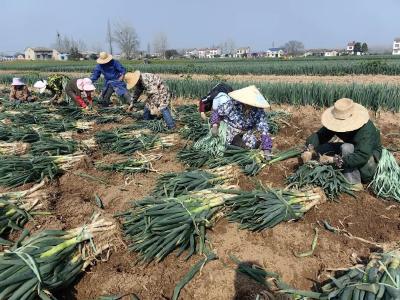 横堤田间，“葱”满希望