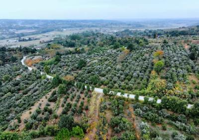 【新春第一会·典型事迹】斯家场镇鞍子岭村：全力书写“百万强村”答卷