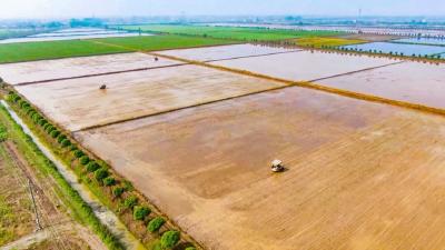 沃野“耕”新，2.3万亩早稻插秧过半